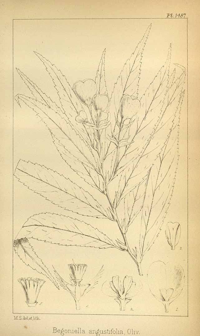 B. irmscheri